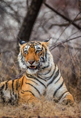 Bengal Kaplanının Portresi