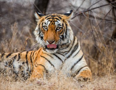 Bengal Kaplanının Portresi