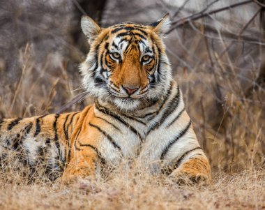 Bengal Kaplanının Portresi