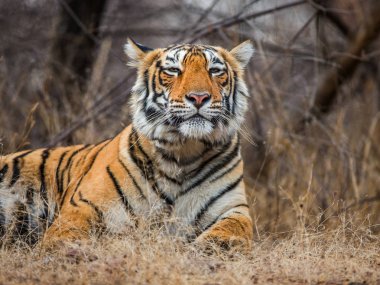 Bengal Kaplanının Portresi