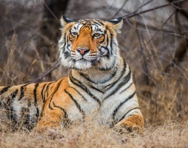 Bengal Kaplanının Portresi