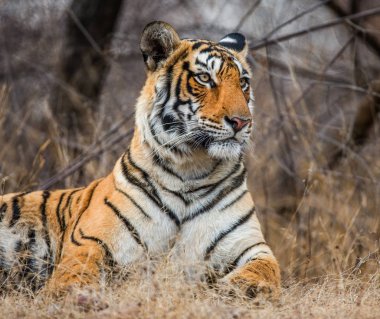 Bengal Kaplanının Portresi