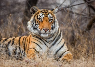 Portrait of a Bengal tiger clipart