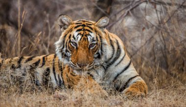 Portrait of a Bengal tiger clipart