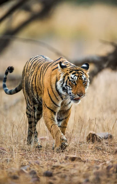 Tigre va entre los árboles —  Fotos de Stock