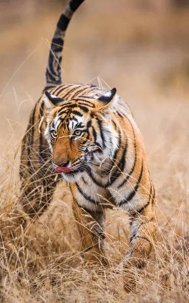 Bengálský tygr na trávě — Stock fotografie