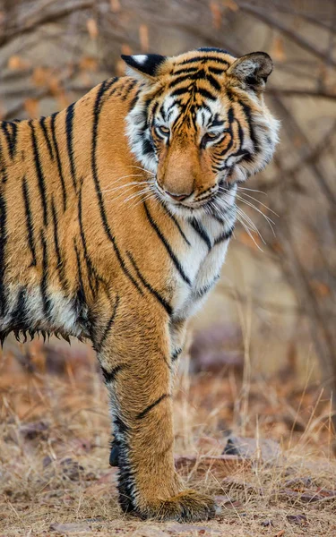 Portrait d'un tigre du Bengale — Photo