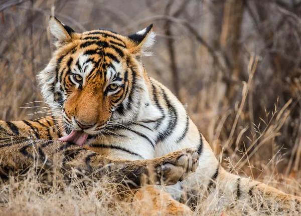 Портрет бенгальского тигра — стоковое фото