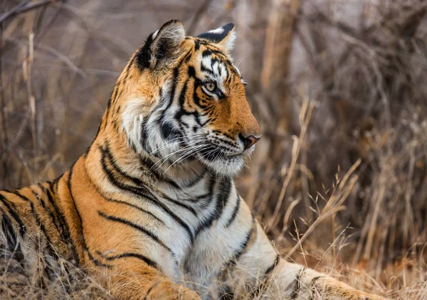 Retrato de um Tigre de Bengala — Fotografia de Stock