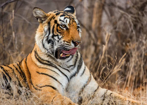 Portret bengalskiego tygrysa — Zdjęcie stockowe