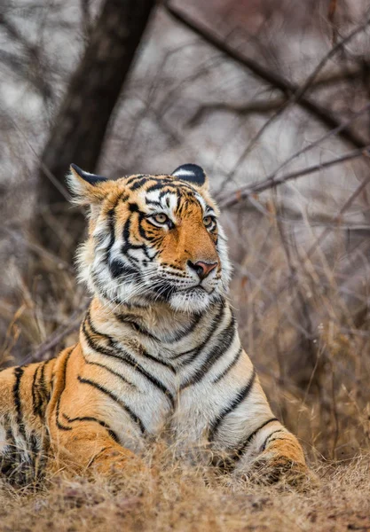 Retrato de un tigre de Bengala — Foto de Stock