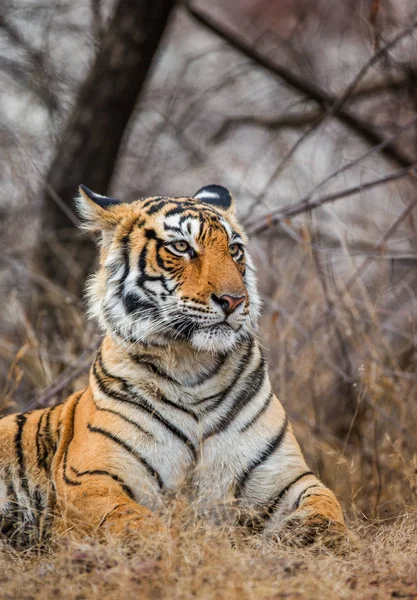 Portrait of a Bengal tiger — Stock Photo, Image