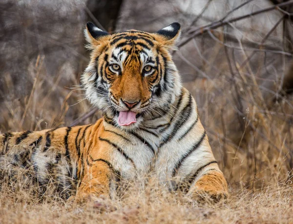 Retrato de un tigre de Bengala —  Fotos de Stock