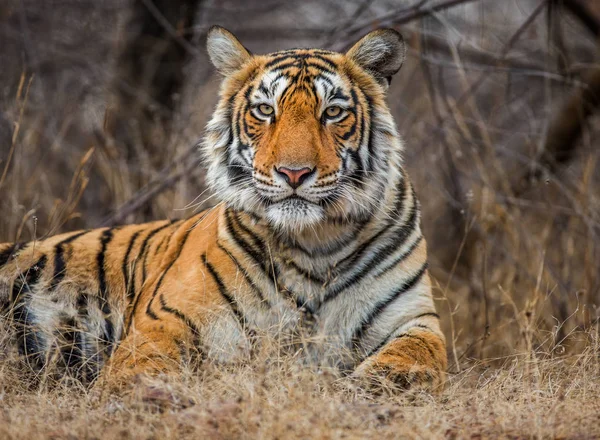 Retrato de un tigre de Bengala —  Fotos de Stock