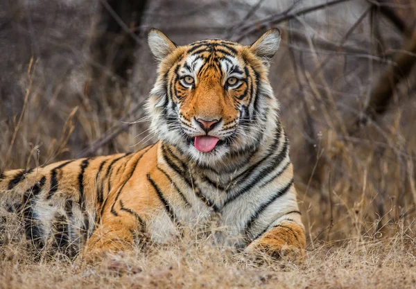 Retrato de um Tigre de Bengala — Fotografia de Stock