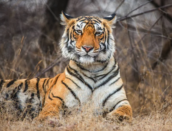 Bengal Kaplanının Portresi