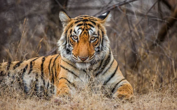 Retrato de um Tigre de Bengala — Fotografia de Stock