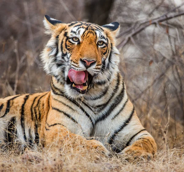 Retrato de un tigre de Bengala — Foto de Stock