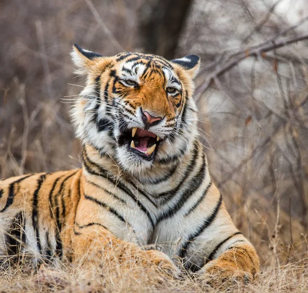 Πορτραίτο τίγρη της Βεγγάλης — Φωτογραφία Αρχείου