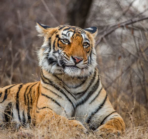 Retrato de un tigre de Bengala —  Fotos de Stock