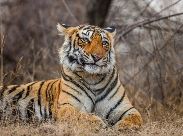 Retrato de un tigre de Bengala —  Fotos de Stock