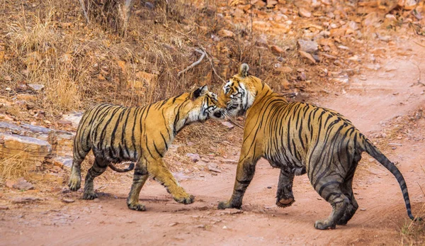 Tigres de Bengala masculinos e femininos jogando — Fotografia de Stock