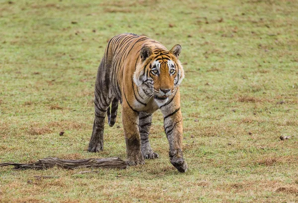 Bengal tiger walking on grass