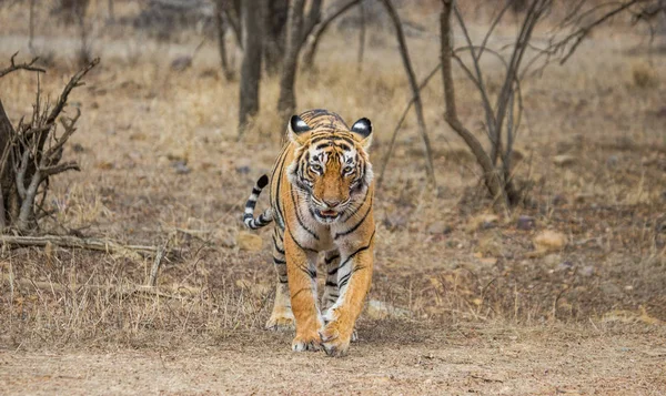 Tigre va entre los árboles — Foto de Stock
