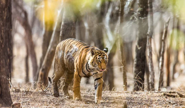 Tiger vyráží mezi stromy — Stock fotografie