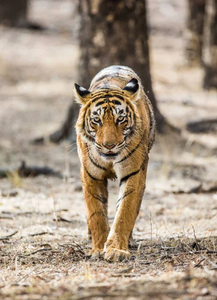 Tigre va tra gli alberi — Foto Stock