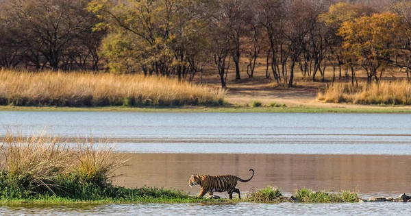 Τίγρη της Βεγγάλης περιπάτους κατά μήκος της λίμνης — Φωτογραφία Αρχείου
