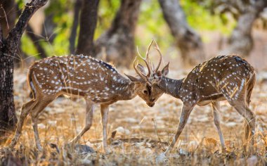 İki geyik dövüşü