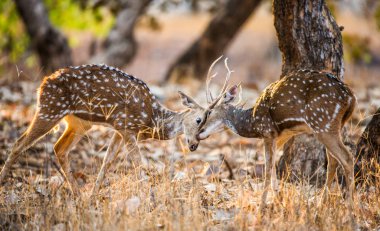İki geyik dövüşü