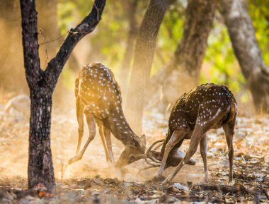 İki geyik dövüşü