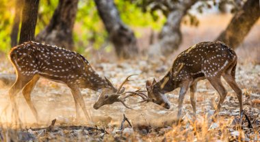 İki geyik dövüşü