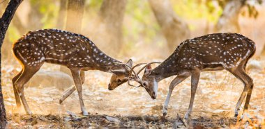 İki geyik dövüşü