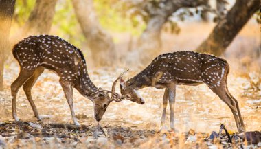 İki geyik dövüşü