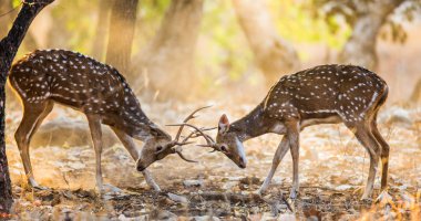 İki geyik dövüşü