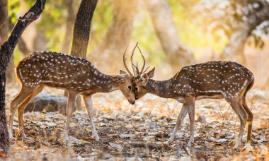 İki geyik dövüşü