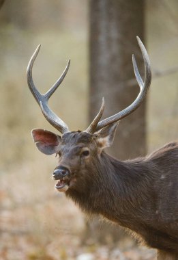 Portrait of beautiful deer  clipart
