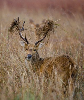 Çim güzel boynuzlu geyik 