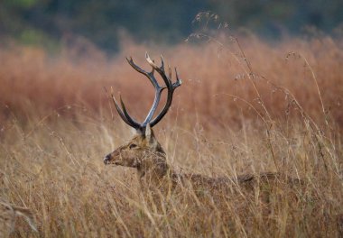 Çim güzel boynuzlu geyik 