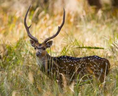 Çim güzel boynuzlu geyik 