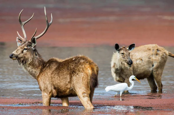 水中のオスとメスの鹿 — ストック写真