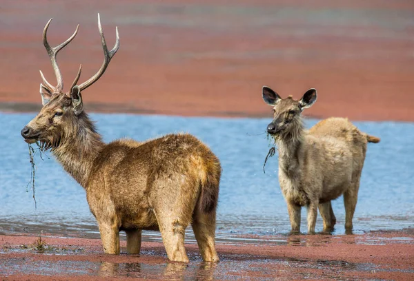 水中のオスとメスの鹿 — ストック写真