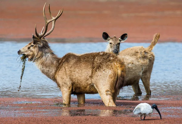 Cerfs mâles et femelles dans l'eau — Photo