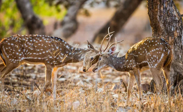 İki geyik dövüşü