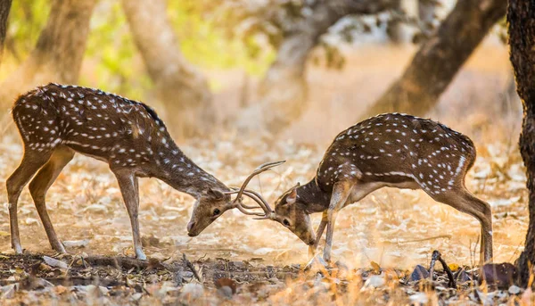 Dois cervos lutando — Fotografia de Stock
