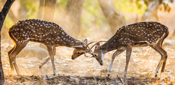 İki geyik dövüşü
