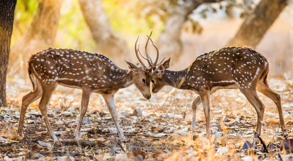 Two deer fighting — Stock Photo, Image